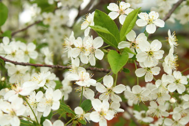 istock Cherry blossoms in the spring. Close-up. Background. 1366778202