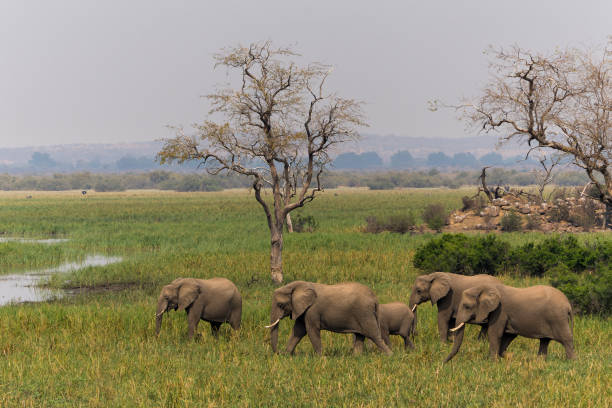 istock An elephant family in Mashatu Game Reserve 1366778789