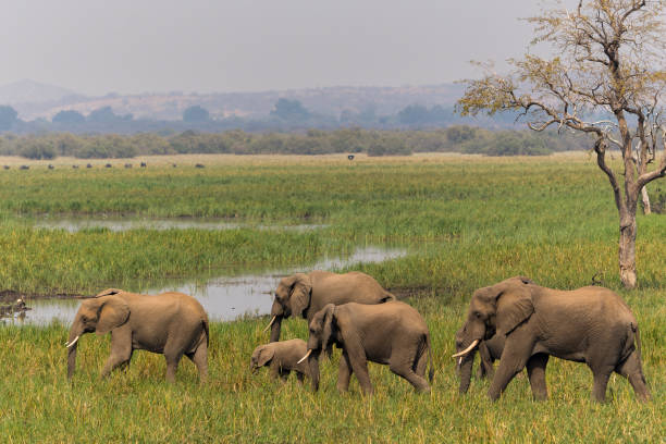 istock An elephant family in Mashatu Game Reserve 1366778791