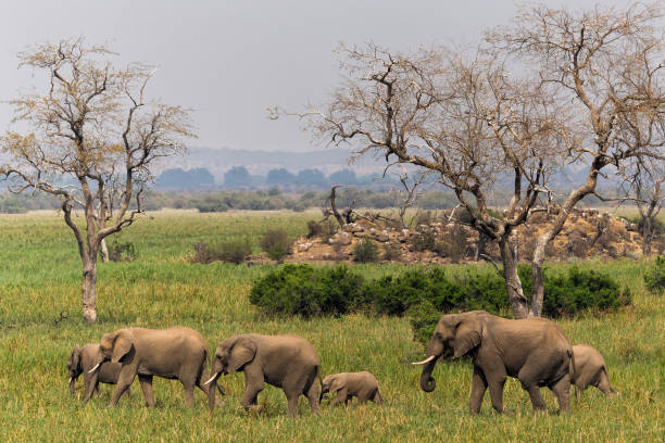 istock An elephant family in Mashatu Game Reserve 1366778792