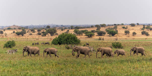istock An elephant family in Mashatu Game Reserve 1366778793