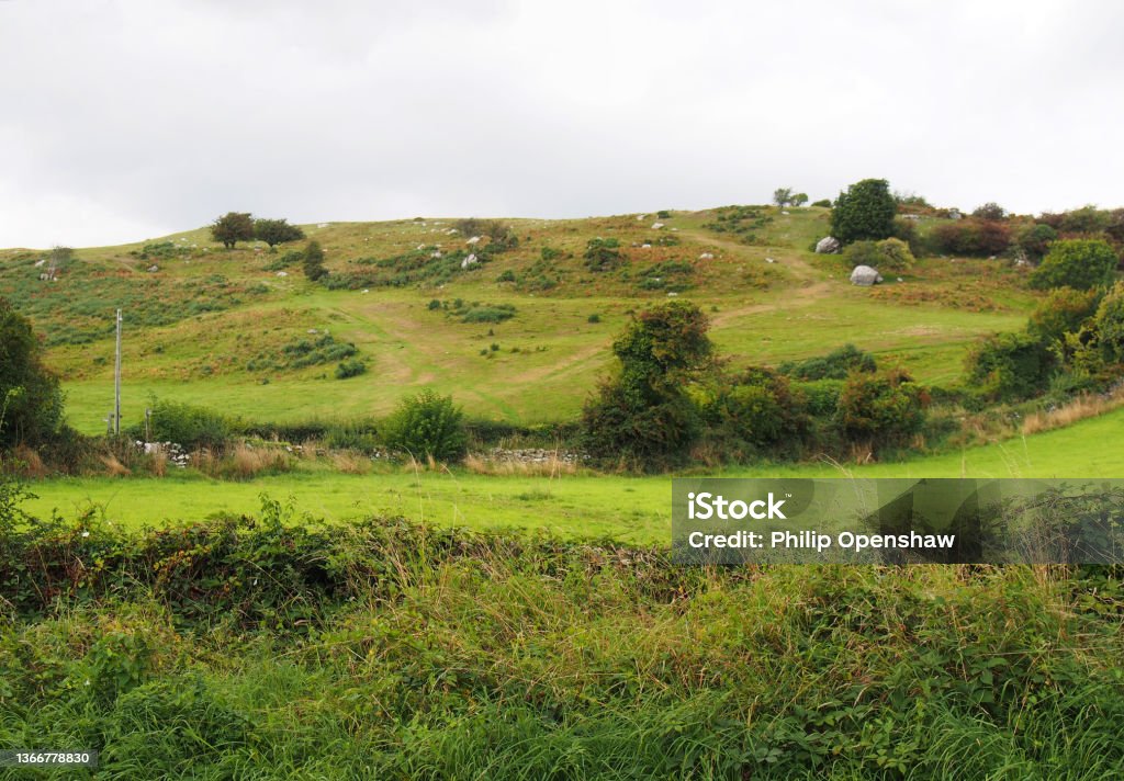 sheep grazing on a hill in rough hilly pasture with moorland plants and boulders in cumbria near Cartmel Agricultural Field Stock Photo