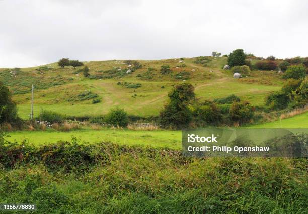Sheep Grazing On A Hill In Rough Hilly Pasture With Moorland Plants And Boulders In Cumbria Near Cartmel Stock Photo - Download Image Now
