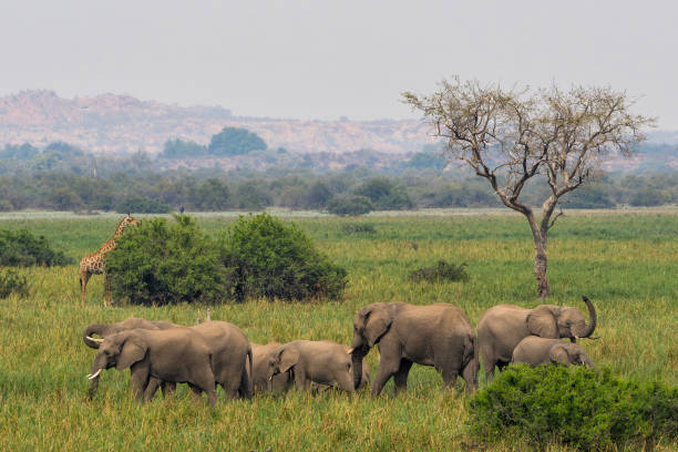 istock An elephant family in Mashatu Game Reserve 1366778876