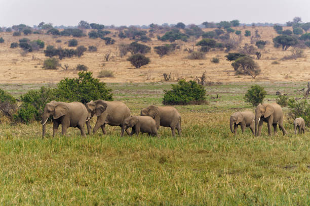 istock An elephant family in Mashatu Game Reserve 1366778898