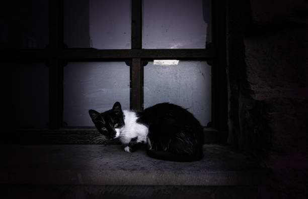 istock Street abandoned cats 1366779010
