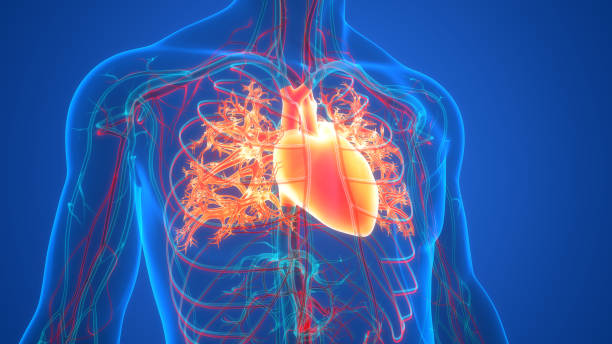 istock Human Circulatory System Heart Anatomy 1366779091