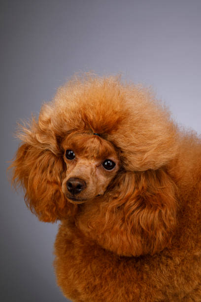 istock Cute brown miniature poodle on gray background 1366779125
