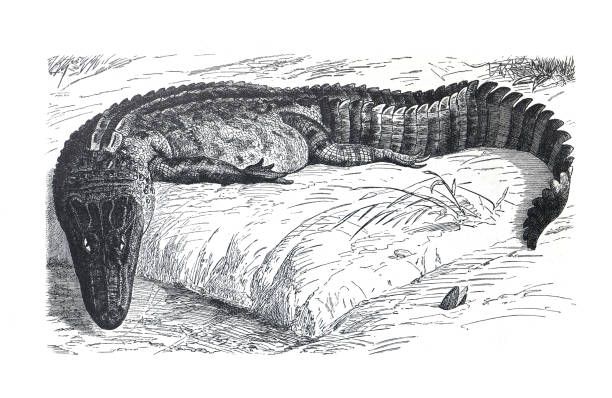 ilustrações de stock, clip art, desenhos animados e ícones de alligators or caiman (also cayman,  champsa lucius) vintage hand drawn crocodile illustration. - crocodile alligator australia animal teeth