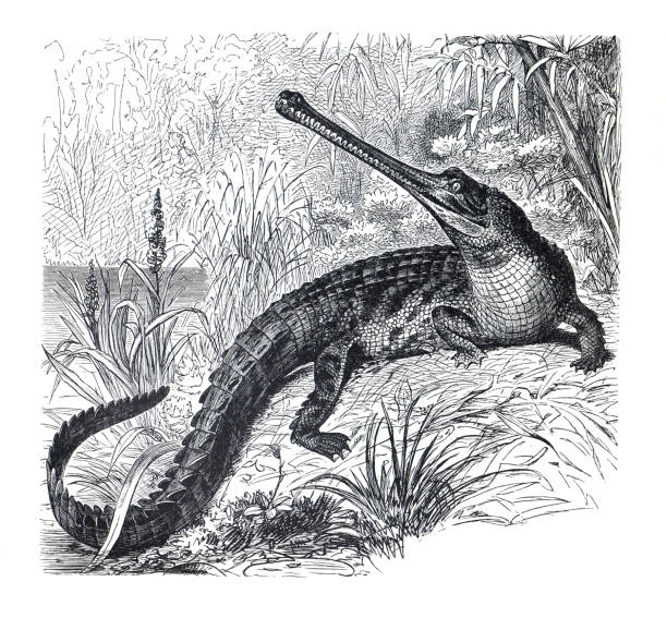 ilustrações de stock, clip art, desenhos animados e ícones de gharial (gavialis gangeticus) crocodil. vintage hand drawn alligator or caiman illustration. - crocodile alligator australia animal teeth