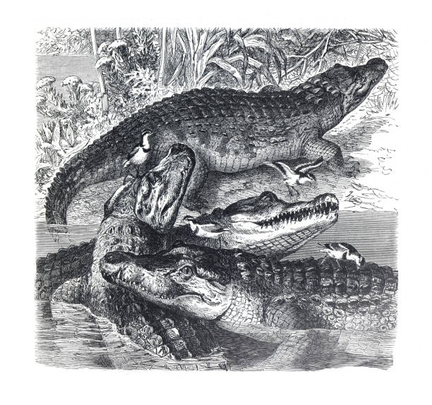 Nile croc (Crocodilus niloticus) vintage hand drawn crocodile illustration. Nile croc (Crocodilus niloticus) vintage hand drawn crocodile illustration. chinese alligator alligator sinensis stock illustrations