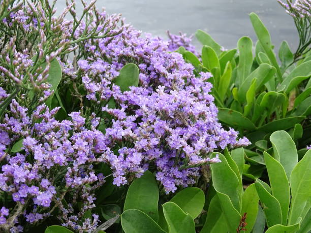 zbliżenie fioletowych kwiatów kwitnącej lawendy morskiej (limonium vulgare ), texel netherlands - limonium zdjęcia i obrazy z banku zdjęć