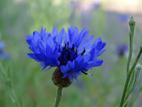 a blue cornflower (Centaurea cyanus) with a green blurred background, with colors blue and green