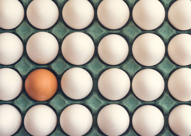 Chicken eggs in a cardboard box. White eggs and only one brown.