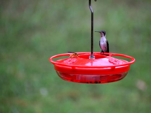 istock Hummingbird at bird feeder 1366780827
