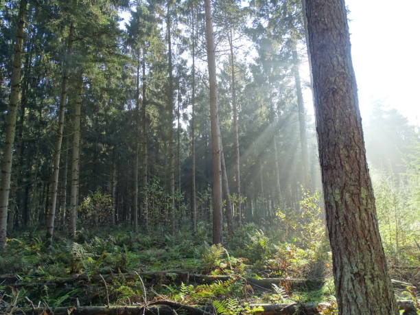 istock sunbeams shining through the trees in a pine forest, with a tree trunk in the foreground 1366780869