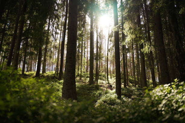 sun peaking through the dense pine forest in sweden - svensk skog bildbanksfoton och bilder
