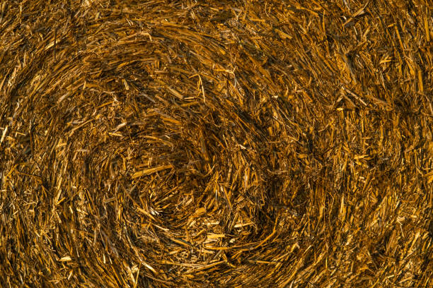 istock Hay bale on a field. Golden hour, sunset. 1366781017