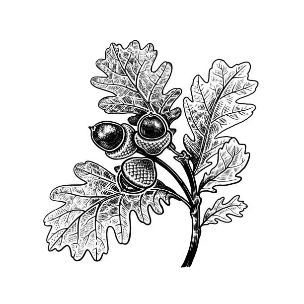 Vector illustration of Oak branch with leaves and acorns. White and black sketches. Vintage.