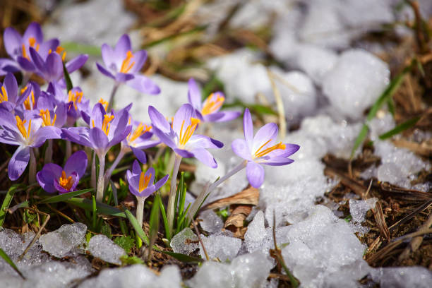 chiudi il fiore di croco primaverile nella neve che si scioglie al sole - snow crocus flower spring foto e immagini stock