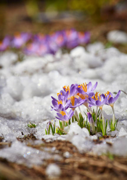 chiudi il fiore di croco primaverile nella neve che si scioglie al sole - snow crocus flower spring foto e immagini stock