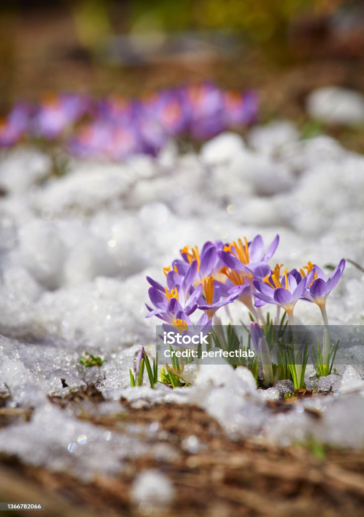 Close up spring crocus flower in the melting snow in the sun Close up spring crocus flower in the melting snow in the sun sunshine Flower Stock Photo