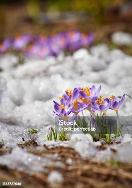 Close Up Spring Crocus Flower In The Melting Snow In The Sun Stock Photo - Download Image Now