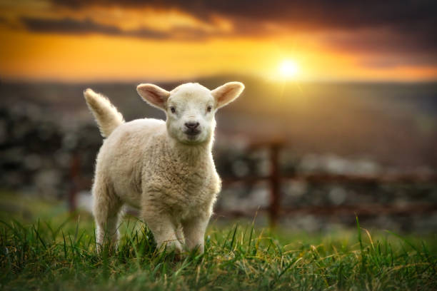 Lamb running on the field at sunset stock photo