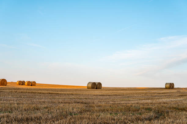 istock Landscape - Hay bale on a field. Golden hour, sunset. 1366783105