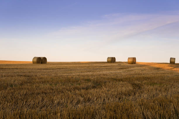 istock Landscape - Hay bale on a field. Golden hour, sunset. 1366783117