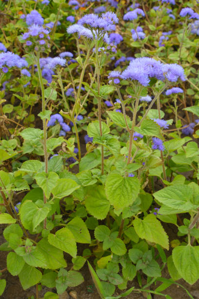 wiele fioletowych kwiatów ageratum houstonianum w połowie lipca - whiteweed zdjęcia i obrazy z banku zdjęć