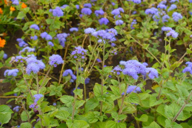 fioletowe kwiaty ageratum houstonianum w połowie lipca - whiteweed zdjęcia i obrazy z banku zdjęć