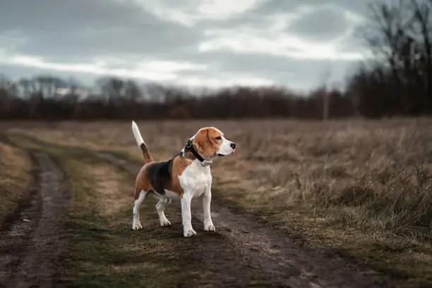 Photo of Beagle dog against overcast autumn nature background