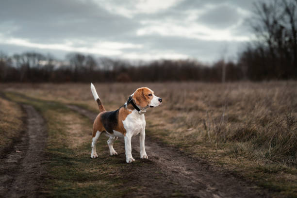 beagle cão contra fundo de natureza de outono nublado - pets grass scenics dog - fotografias e filmes do acervo