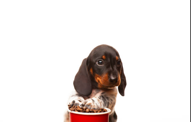 istock image of dog coffee cup white background 1366784633