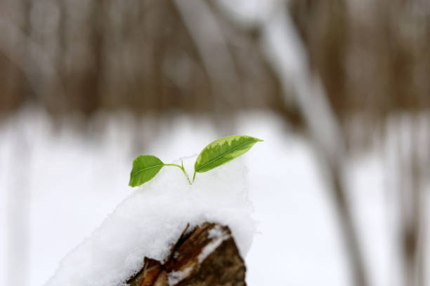 istock Green leaves on a tree covered with snow and ice 1366785158