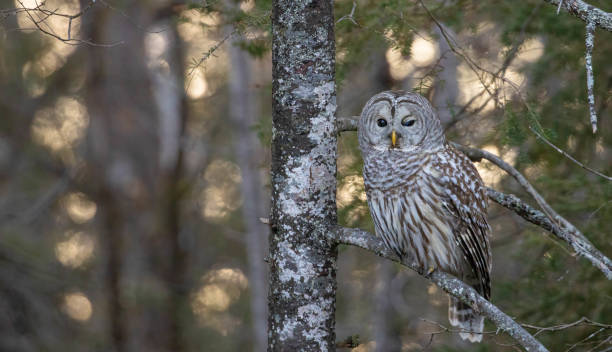 istock Barred owl hunting in forest 1366785272