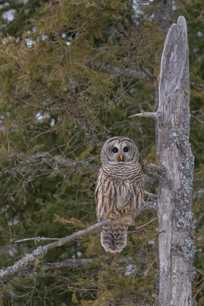istock Barred owl hunting in forest 1366785448