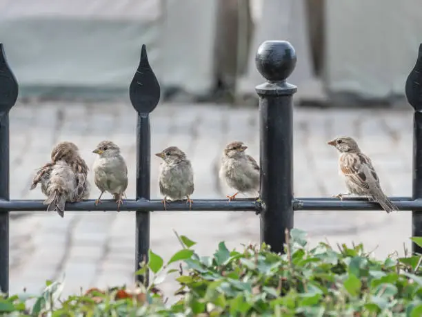 Five sparrows sit in a row on black fence of urban park. Little birds perched in line on railing.