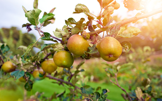 A paradise apple in natural settings hanging on a branch on a sunny day, Healthy to eat. An apple a day keeps the doctor away.