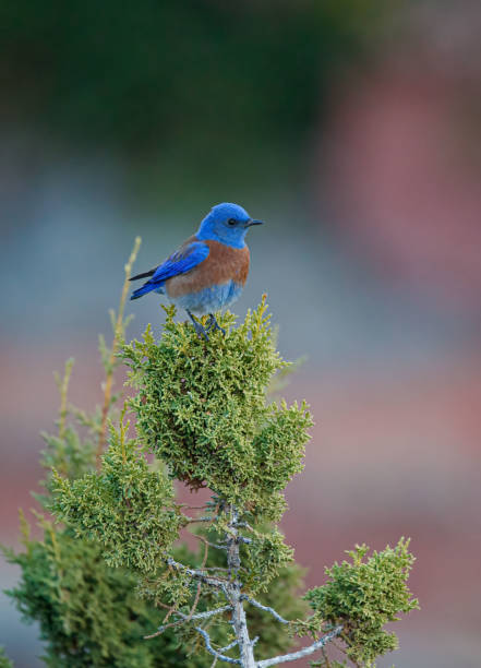 istock Western bluebird perched on top of cedar tree 1366787647