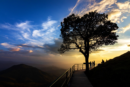 Lonely tree (landmark of the place) with pathway in beautiful sunset time of Doi Pui Ko mountain in Mae Hong Son ,Thailand.