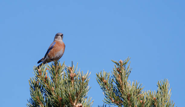 istock Western bluebird perched on top of cedar tree 1366787688
