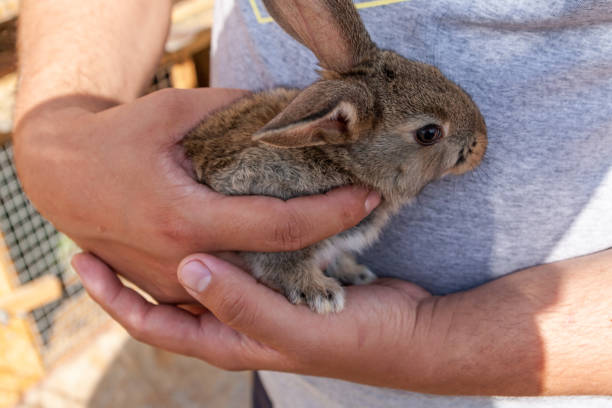 istock Gray young rabbit in the hands of a man. 1366788465