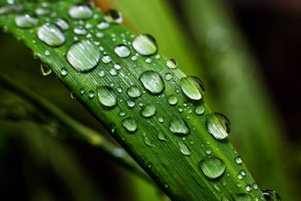 istock Closeup waterdrops on the grass 1366789192