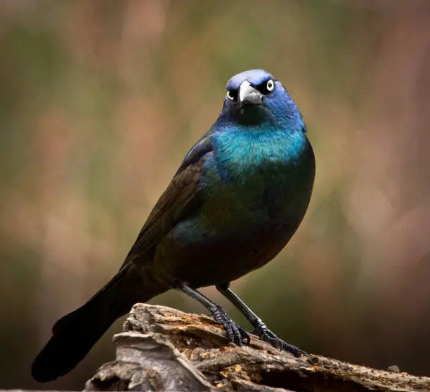 Photo of Common Grackle.