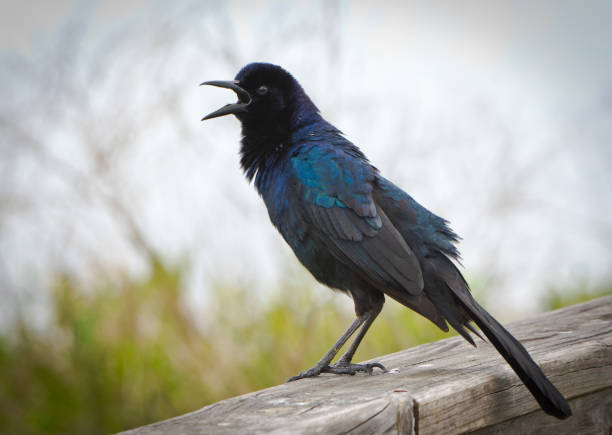 лодка-tailed grackle - quiscalus стоковые фото и изображения