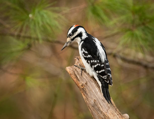 pájaro carpintero peludo. - picoides villosus fotografías e imágenes de stock