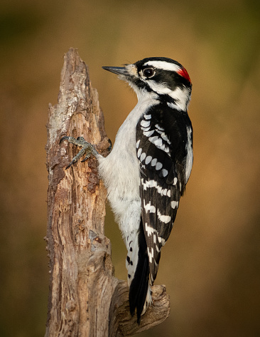 A male Downy Woodpecker investigates a dead tree for insects.