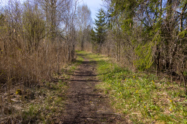 istock Path in the Wurzacher Ried 1366790627